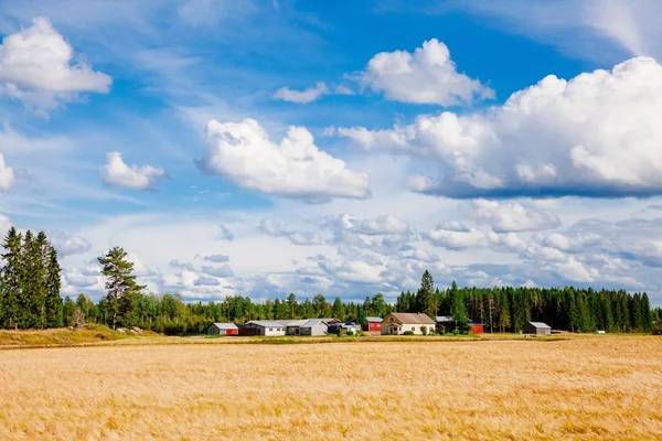 Zlaté pšeničné pole a hospodářství ve venkovských zemi Finsko — Stock fotografie