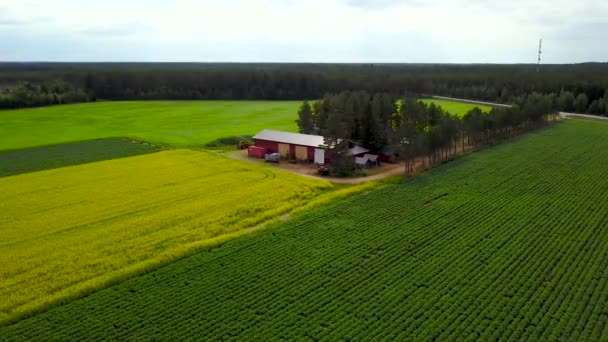 Campos multicoloridos de uma pequena fazenda vermelha, onde batatas e cereais são cultivados . — Vídeo de Stock