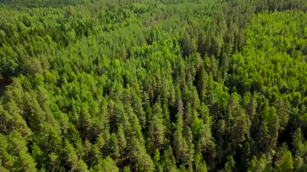 Kiefernwald auf den Hügeln Finnlands am Ufer des Sees. — Stockvideo