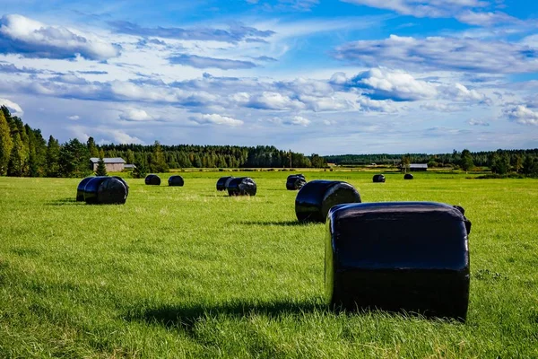 Bela paisagem rural. Palha redonda fardos em plástico preto no campo verde — Fotografia de Stock