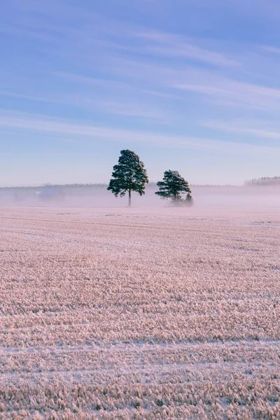 Paisaje invernal. Nieves y niebla helada en el campo . — Foto de Stock