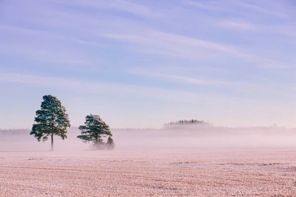 Paisagem de inverno. Neve e nevoeiro gelado no campo . — Fotografia de Stock