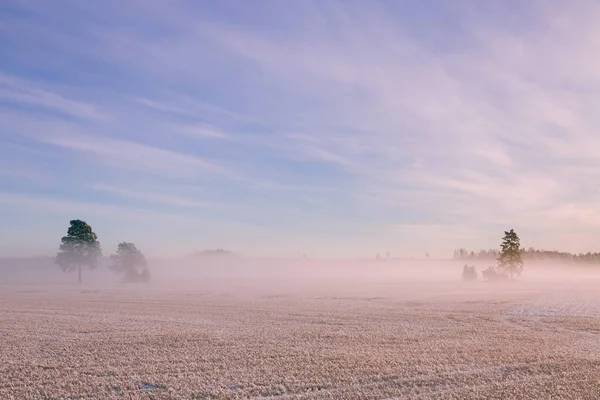 Paisagem de inverno. Neve e nevoeiro gelado no campo . — Fotografia de Stock