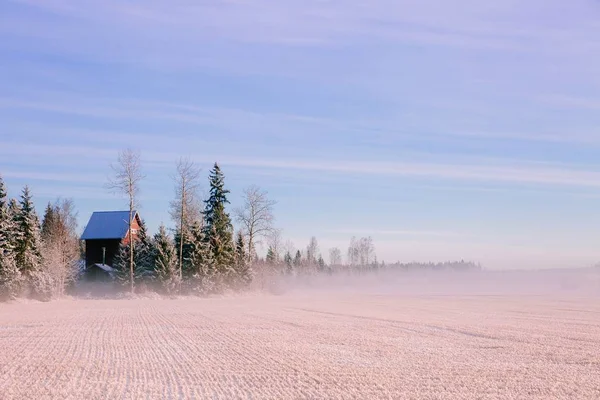 Morgon vinterlandskap. Snö träd och frostig dimma på fältet. — Stockfoto
