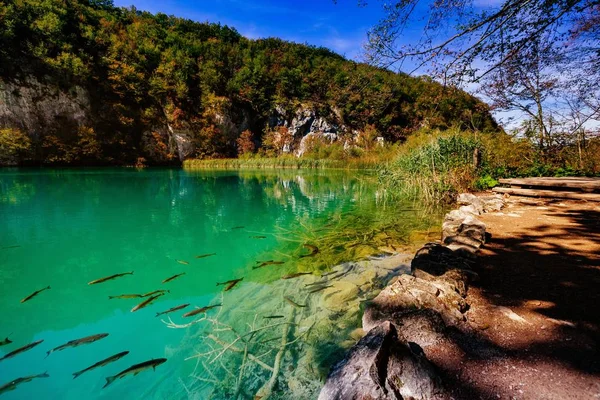 Kristal berrak su ile bazı ağaçlar ve balık - Plitvice Gölleri Milli Parkı - Plitvice Jezara, Hırvatistan — Stok fotoğraf