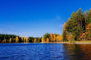 Sonbahar orman suya yansıyan. Finlandiya 