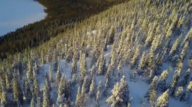 Güzel bir Lapland kış manzara havadan görünümüdür. Harika karla kaplı ağaçlar yakın çekim.