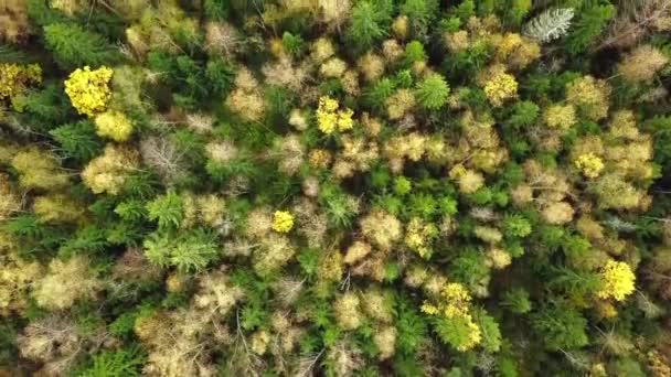 Mirando hacia abajo en el bosque de impresionantes colores otoñales, esplendor de otoño, sobrevuelo aéreo . — Vídeo de stock