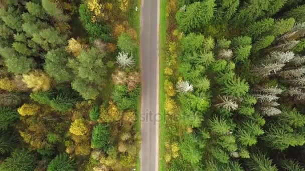 Mirando hacia abajo en el camino en el bosque de impresionantes colores otoñales, esplendor de otoño, sobrevuelo aéreo . — Vídeos de Stock