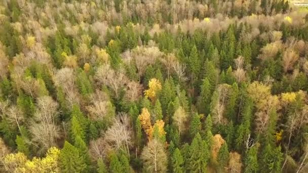 Mirando hacia abajo en el bosque de impresionantes colores otoñales, esplendor de otoño, sobrevuelo aéreo . — Vídeo de stock