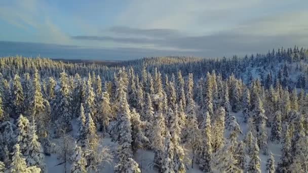 Vista aérea de un hermoso paisaje invernal de Laponia. Valtavaara al atardecer - Parque Nacional de Oulanka . — Vídeos de Stock