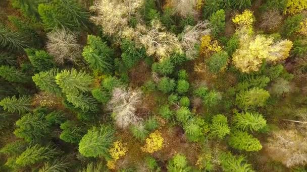 Mirando hacia abajo en el bosque de impresionantes colores otoñales, esplendor de otoño, sobrevuelo aéreo . — Vídeos de Stock