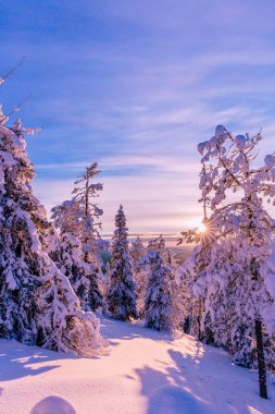 Hoarfrost ve kış dağlar karla kaplı ağaçlar