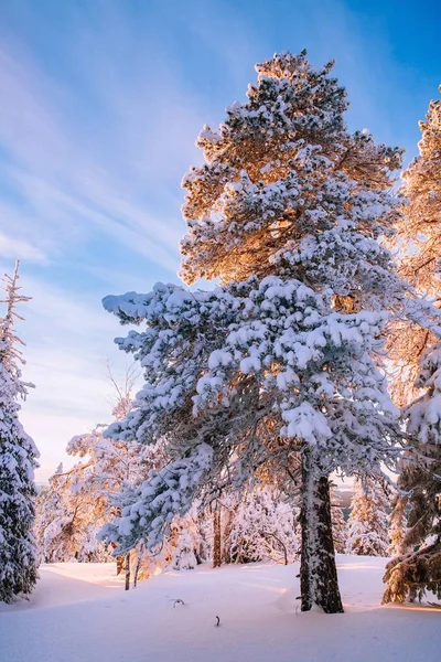 Árvores cobertas com geada e neve nas montanhas de inverno — Fotografia de Stock