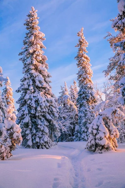 Árvores cobertas com geada e neve nas montanhas de inverno — Fotografia de Stock