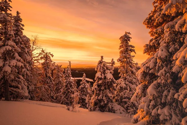 Stromy pokryté jinovatka a sněhu v zimních horách — Stock fotografie