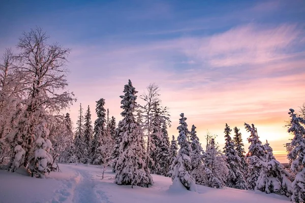 冬天山上覆盖着霜和积雪的树木 — 图库照片