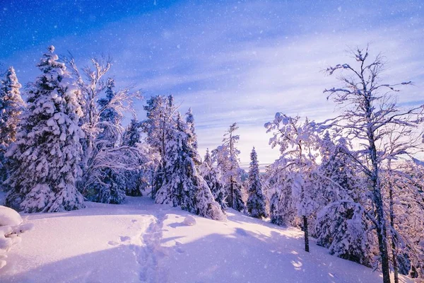 冬天山上覆盖着霜和积雪的树木 — 图库照片