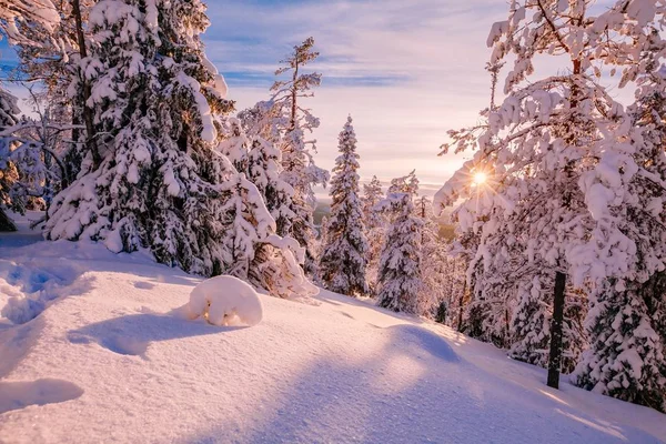 Zimní Sunny krajina s velký sníh zahrnuty borovic — Stock fotografie