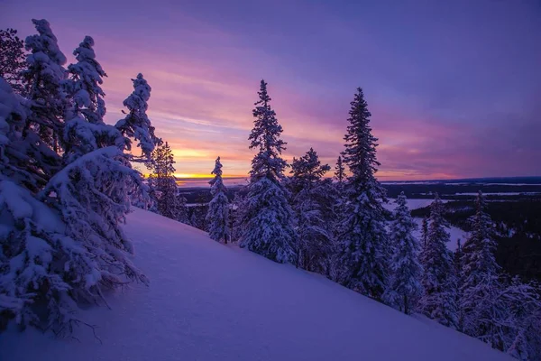 Деревья, покрытые инеем и снегом в зимних горах — стоковое фото