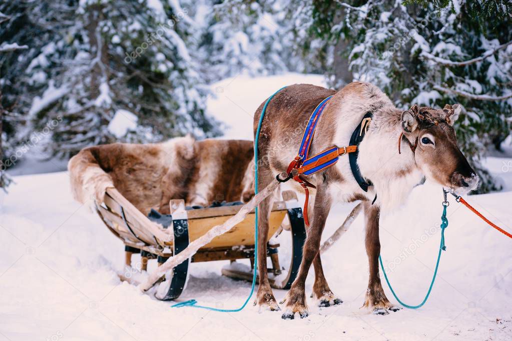 Reindeer in a winter forest in Lapland. Finland