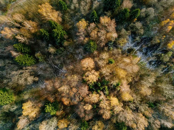 Aerial view of beautiful colorful forest during fall — Stock Photo, Image