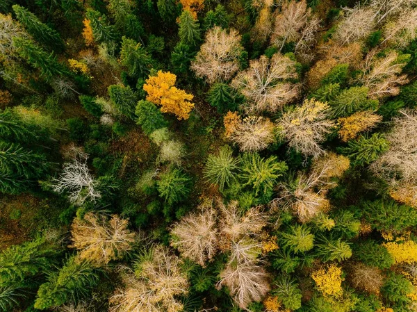 Aerial view of beautiful colorful forest during fall — Stock Photo, Image