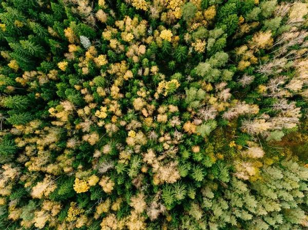 Aerial view of beautiful colorful forest during fall — Stock Photo, Image