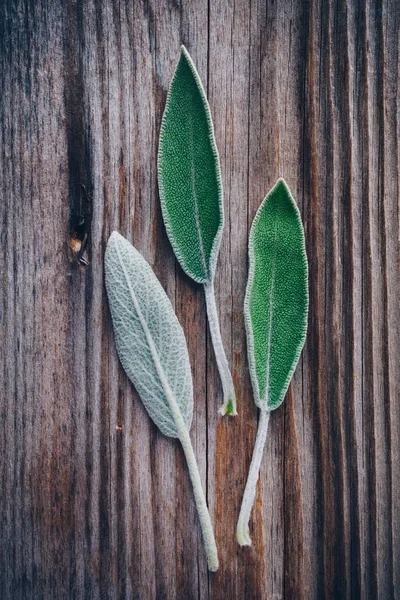 Fresh raw sage leaves on wooden table. — Stock Photo, Image