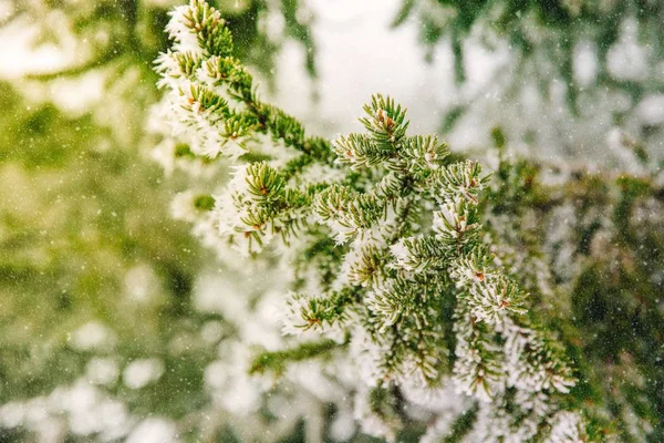 Fir branches covered with frost. — Stock Photo, Image