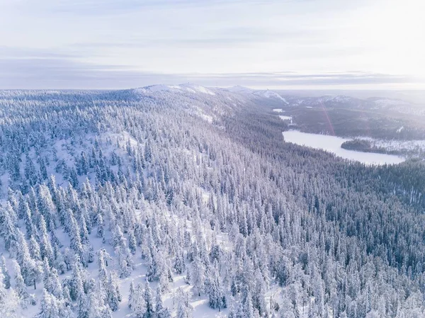 Flygfoto över vintern skog täckt av snö. — Stockfoto