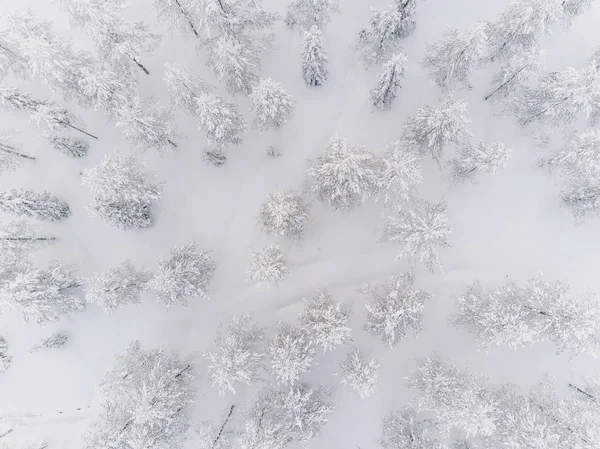 Zima Las mroźny drzew, widok z lotu ptaka. Finlandia — Zdjęcie stockowe