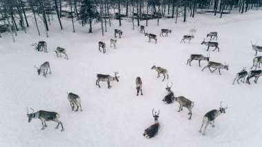Hava görünümünü Ren geyiği sürüsü kış Lapland Finland içinde