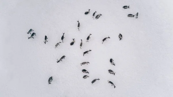 Luchtfoto van rendieren kudde in winter Lapland Finland — Stockfoto