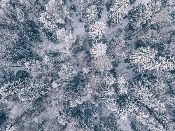 Widok z powietrza na zimowy las pokryty śniegiem i mrozem. — Zdjęcie stockowe