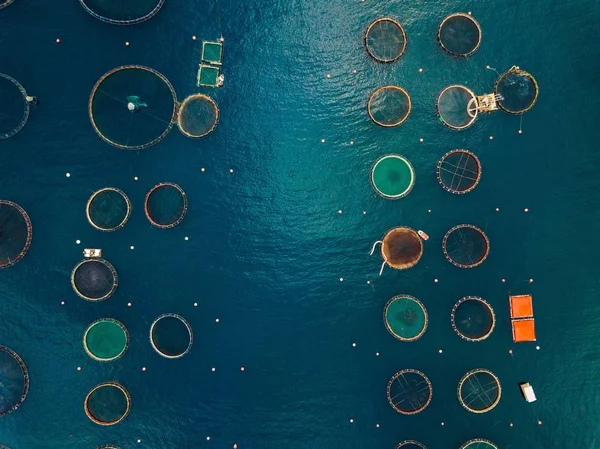 Salmon fish farm with floating cages. Aerial view