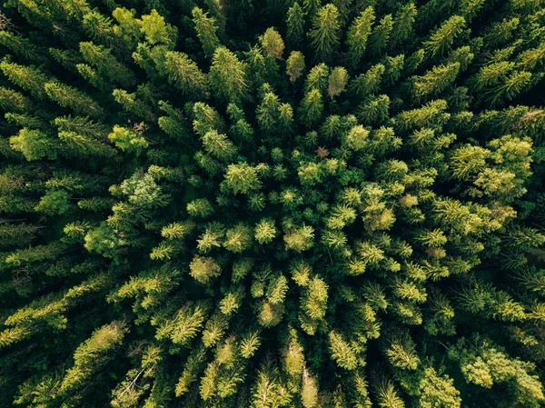 Vista aérea de árboles verdes de verano en el bosque en la Finlandia rural . — Foto de Stock