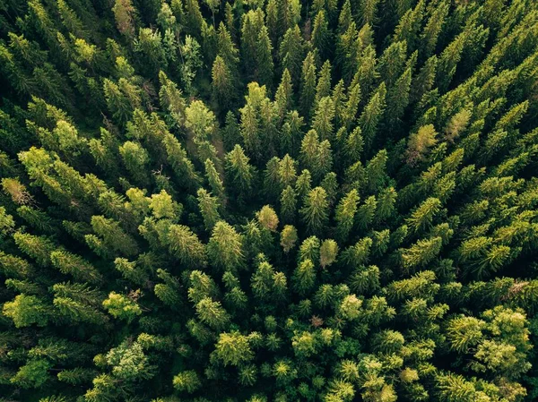 Vista aérea de árboles verdes de verano en el bosque en la Finlandia rural . — Foto de Stock