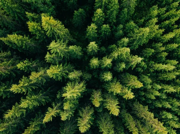 Vista aérea de árboles verdes de verano en el bosque en la Finlandia rural . — Foto de Stock