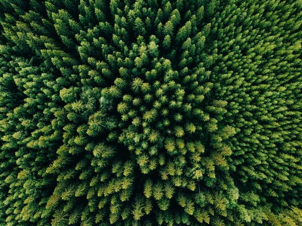 Топ пташиного польоту влітку зелені дерева в лісі в сільській Фінляндії. — стокове фото