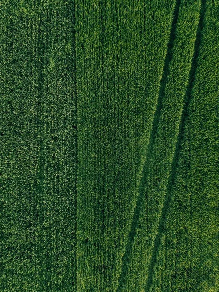 Las tierras de cultivo de arriba - vista aérea de un verde exuberante presentada en verano — Foto de Stock
