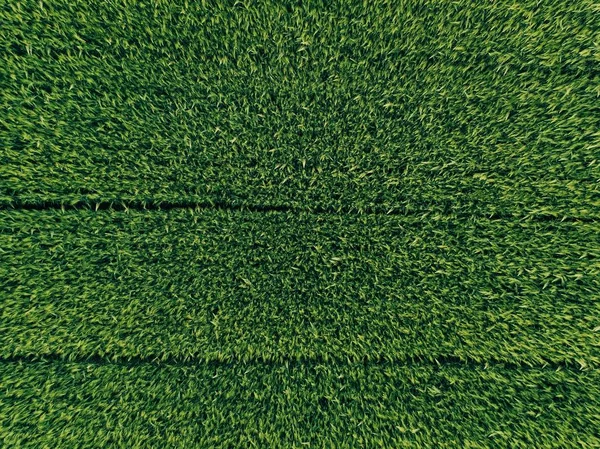 Campo de país verde de centeio com linhas de linha, vista superior, foto aérea — Fotografia de Stock