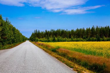 Kırsal yol boyunca sarı kolza tohumu çiçek alanı ve kırsal Finlandiya'da mavi gökyüzü