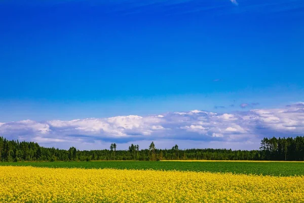 Estrada do campo ao longo do campo de flores de colza amarela e céu azul na Finlândia rural — Fotografia de Stock