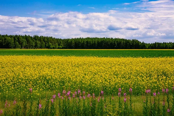 Деревенская дорога вдоль желтого рапсового поля и голубого неба в сельской местности Финляндии — стоковое фото
