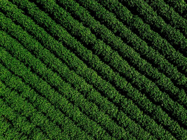 Campo verde de papa con líneas de fila, vista superior, foto aérea — Foto de Stock