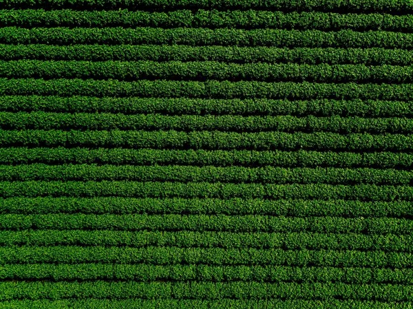 Campo verde de papa con líneas de fila, vista superior, foto aérea — Foto de Stock