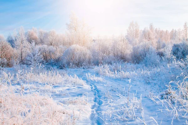 Beautiful winter sunny landscape. Snow covered trees and footpath in Finland. — Stock Photo, Image