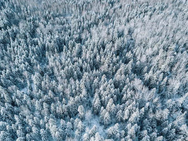 Vista aérea da paisagem florestal de inverno com árvores cobertas de neve na Finlândia — Fotografia de Stock