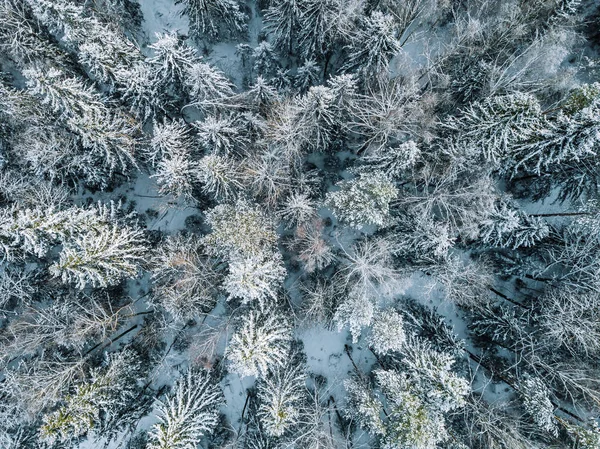 Aerial view of winter forest landscape with snow covered trees in Finland — Stock Photo, Image
